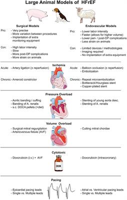 Large Animal Models of Heart Failure With Reduced Ejection Fraction (HFrEF)